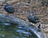 Brown headed Cowbirds4905